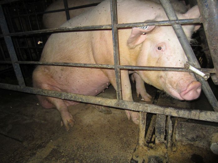 We torture and kill animals en masse