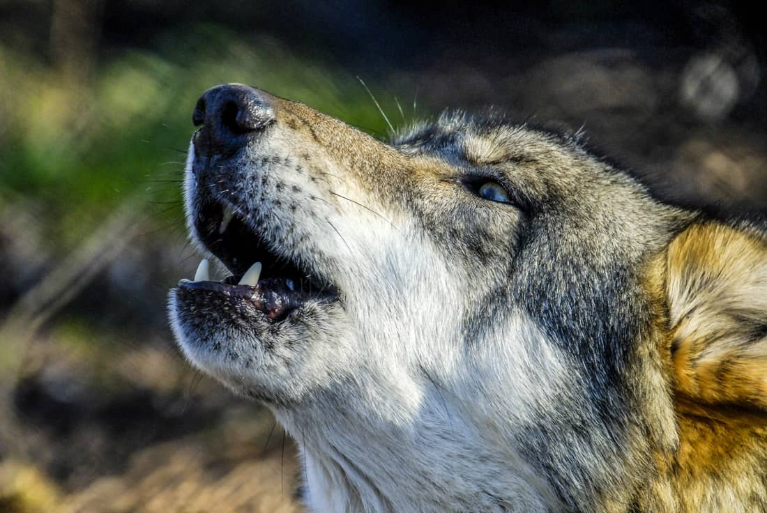 Are humans worse than animals?